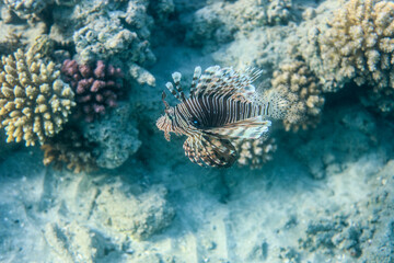 Underwater World of the Re Sea Coral Reef near Marsa Alam city, Egypt