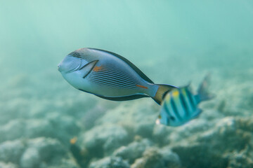 Fototapeta na wymiar Underwater World of the Re Sea Coral Reef near Marsa Alam city, Egypt