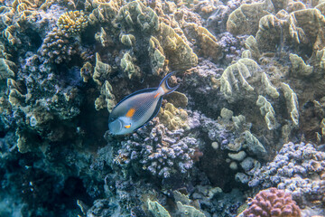 Naklejka na ściany i meble Underwater World of the Re Sea Coral Reef near Marsa Alam city, Egypt