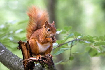 Little rusty squirrel runs and jumps around the park looking for nuts.