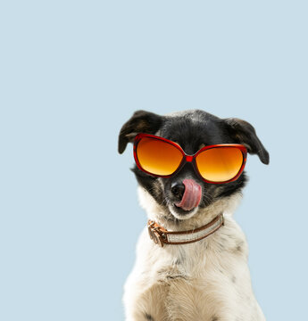 Dog In Studio Licking Itself Looking At Camera.