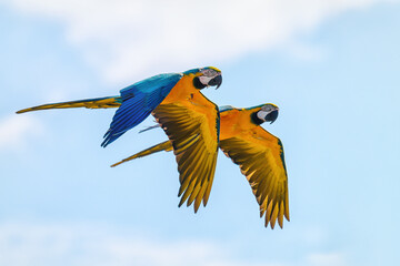 Released parrots fly over the meadow.