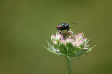 A fly sits in a meadow on a flower.