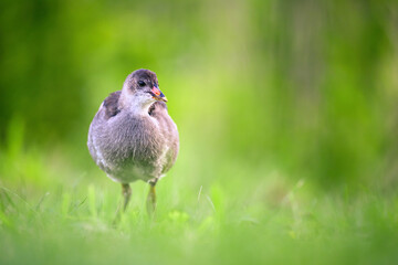 A baby duck walks around the stream looking for food.