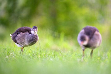 A baby duck walks around the stream looking for food.