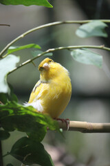 The golden yellow Serinus canaria domestic canary pauses on a branch in between calling a rapid chirp and snacking on grains