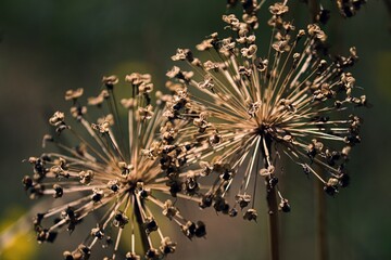 Allium verblüht im Sommer