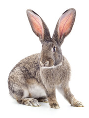 Fototapeta premium One grey rabbit.