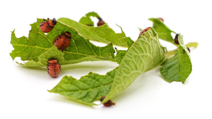 Potato leaf eaten by beetles.