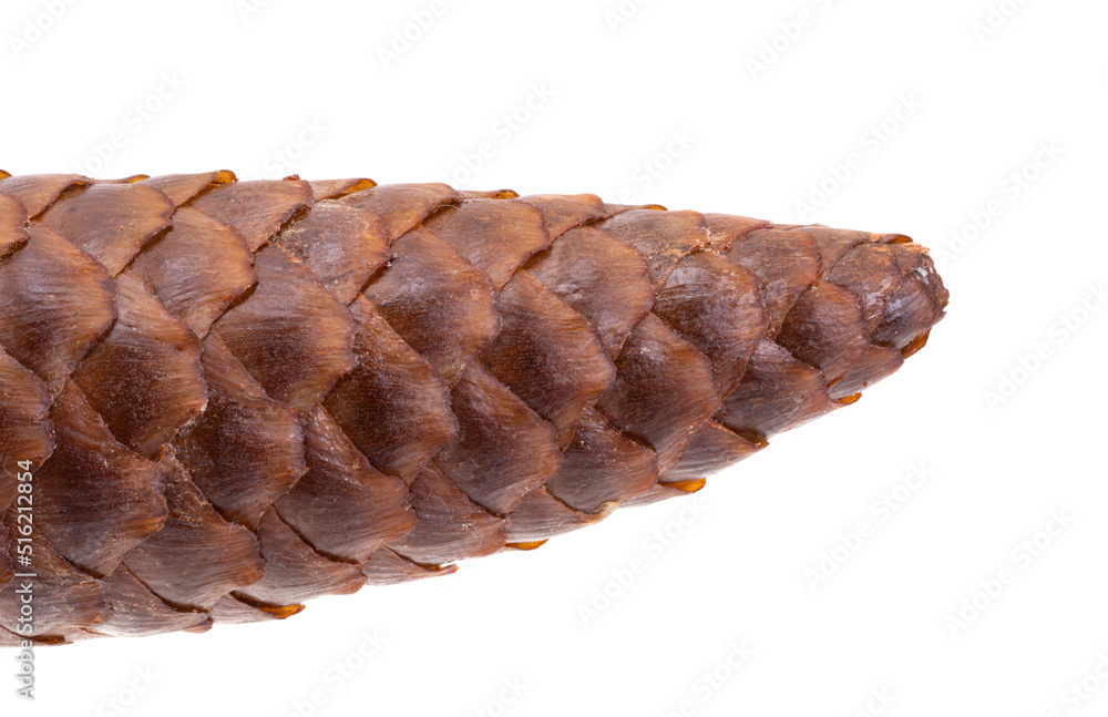 Wall mural fir cone isolated