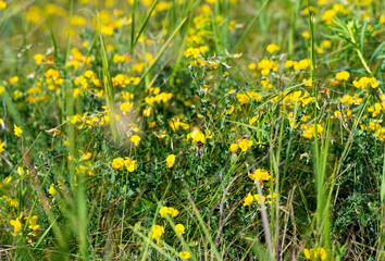 meadow flowers blooming in the meadow in summer