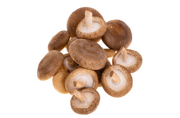 shiitake mushrooms isolated