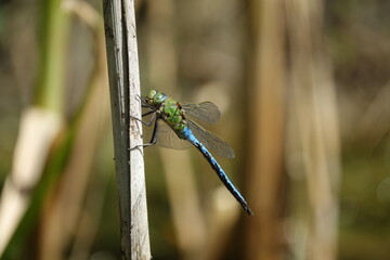 male emperor dragonfly (Anax imperator)