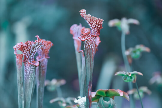Close up view of carnivores pitcher plants, selective focus.