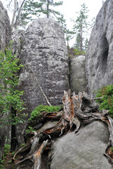 Zdjęcie przyrody przedstawiające górski krajobraz, stary suchy pień w kamiennym wąwozie