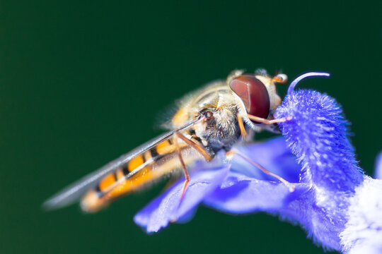 Bees Binen makro