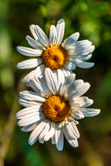 Obraz premium Kamille Blume pflanze