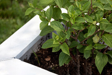 A young green Hydrangea paniculate bush in a wooden flowerbed. Decoration of the suburban area with plants in pots.