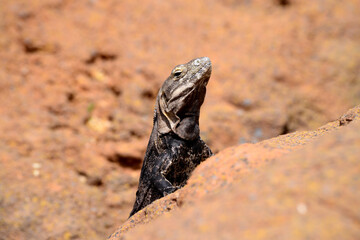 Chuckwalla lizard sitting on rock