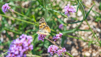 Mariposa Vanessa cardui , La vanesa de los cardos es una especie de lepidóptero ditrisio de la familia Nymphalidae. Es una de las mariposas de mayor distribución geográfica,