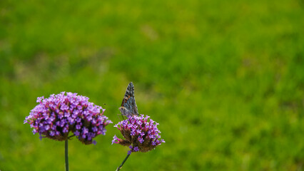 Mariposa Vanessa cardui , La vanesa de los cardos es una especie de lepidóptero ditrisio de la...