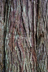 Colours of Bark