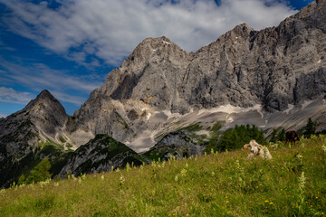 Fototapeta na wymiar Alps in summer.
