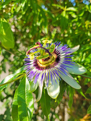 passiflora flower