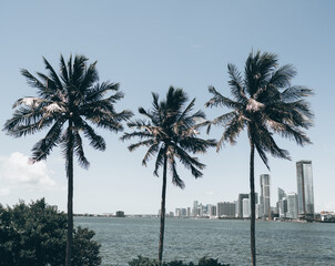 Obraz na płótnie Canvas palm trees at the beach MIAMI FLORIDA 