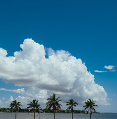 Fototapeta na wymiar palm trees and blue sky tropical miami 