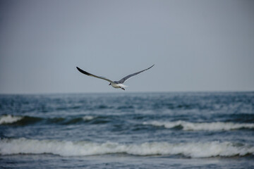 seagull in flight