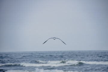 seagull in flight