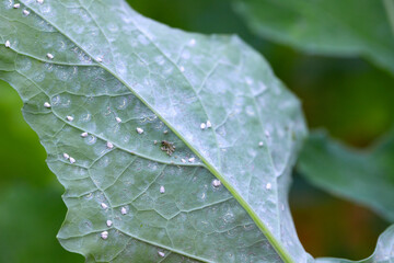 Rapeseed plants with pest Cabbage Whitefly (Aleyrodes proletella) adults and larvae, nymphs on the underside of the leaf. It is a species of whitefly from the Aleyrodidae family, pest of many crops.