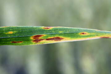 Septoria leaf spot (Phaeospaeria nodorum) lesion on wheat leaf.