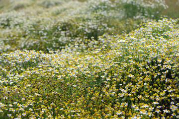 Tripleurospermum maritimum (syn. Matricaria maritima) is a species of flowering plant in the aster family commonly known as false mayweed or sea mayweed. - obrazy, fototapety, plakaty
