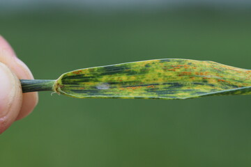 Symptoms of fungal infection on a cereal leaf.