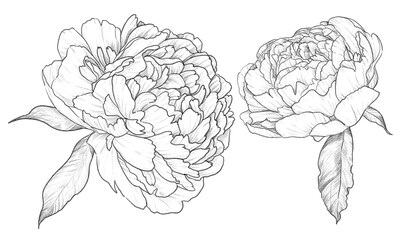 Vintage hand drawn peonies set, buds, open and blooming, black and white pencil simple sketch on a white background