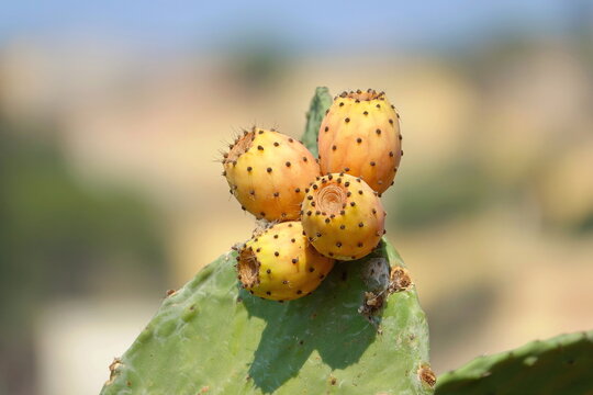 Fruits of Prickly pear cactus with fruits also known as Opuntia, ficus-indica, Indian fig opuntia in Lampedusa, Sicily, Italy