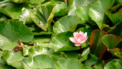 Nymphaea Lotus flower Marliacea Rosea or Pink Water Lily on the water