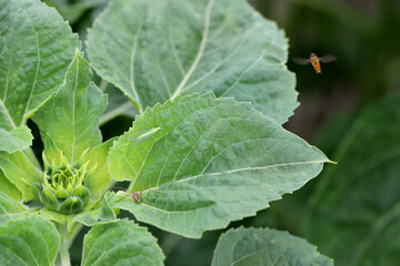Natural enemies of pests (lacewing - Chrysopa, spider and Hover flie - Syrphidae) on sunflower.