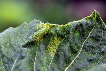 Sunflower leaf deformed, damaged.
