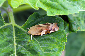 Broad bordered Yellow Underwing moth (Noctua fimbriata) on a sunflower leaf.
