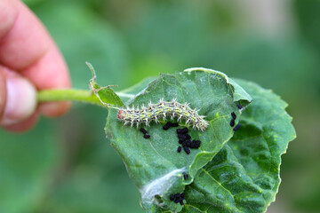 Painted lady (Cynthia cardui, Vanessa cardui, Pyrameis cardui), Painted lady caterpillar on an eaten sunflower leaf.