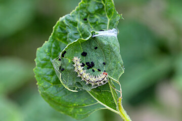 Painted lady (Cynthia cardui, Vanessa cardui, Pyrameis cardui), Painted lady caterpillar on an...