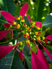 Obraz premium Kastuba, this decorative plant is very tasty to look at.