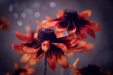 Kwiat kwitnącej rudbekii w ogrodzie. Rozmyte tło.	 - obrazy, fototapety, plakaty