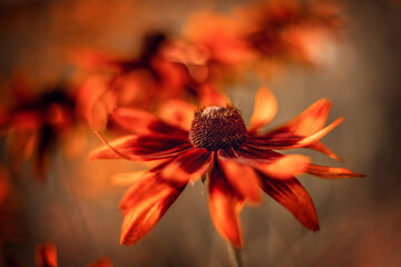 Pomarańczowo czerwono żółte płatki kwitnących kwiatów rudbekia. Letnie kwiaty w ogrodzie. - obrazy, fototapety, plakaty