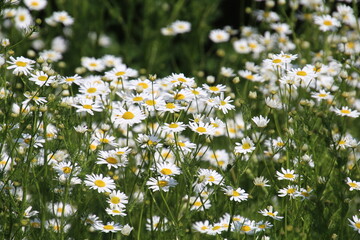 field of daisies, Fort Edmonton Park, Edmonton, Alberta