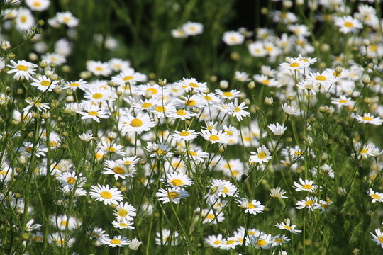 Field Of Daisies, Fort Edmonton Park, Edmonton, Alberta