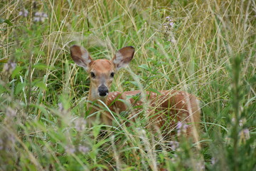 Fawn deer in the grass